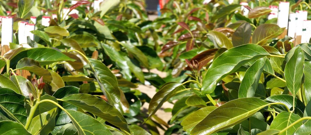 Cultivars - Brokaw Nursery, LLC