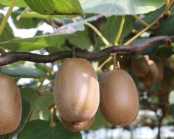 Kiwi