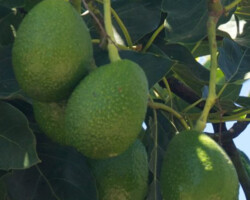 Avocados