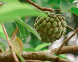 Cherimoya Cherimoya