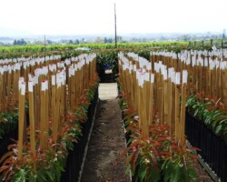 Cultivars