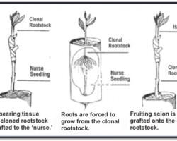 Rootstocks